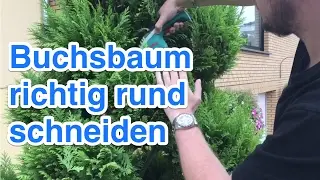 Buchsbaum, Büsche und Bäume kugelförmig rund schneiden