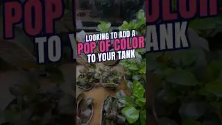 Cardinal Plant | Cardinal Plant Aquarium