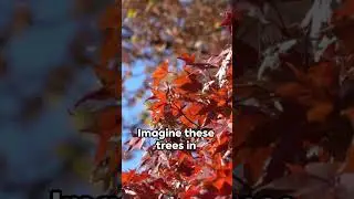 The Marvels of Maple  A Leafy Love Story #maple #mapletrees