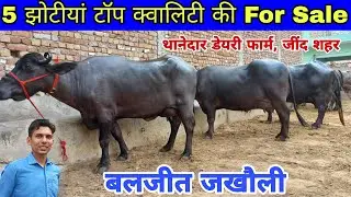 बलजीत जखौली की टॉप 5 झोटीयां बिक्री के लिए उपलब्ध 👍थानेदार डेयरी फार्म, जींद शहर (7300094400)