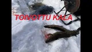 ONGELLA, VERKOILLA