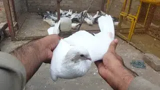 Shrazi King Kabootar Pakra || Hashim Mahmood Pigeons