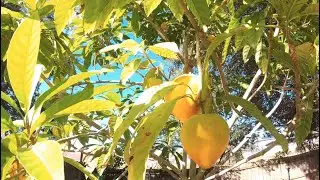 My Oro Canistel Eggfruit in Central Florida is Flowering and Fruiting