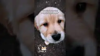 | Cute & lovely Dogs  | 1080 |