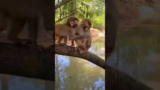 &ldquo;Relaxing on a Tree&hellip; One Push Later! Funny Monkey Prank 😂💦&rdquo;#monkey #funnymonkey