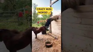 Mini hOrse farts & kicks at HUGE hOrse 😳#horse #funny #rescue