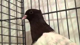 Archangel (fancy pigeon)