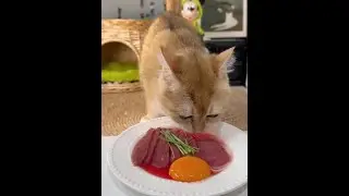 Kitten immersive eating healing moment daily life record home with cute pets kitten growth diary