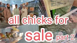 visit setup Shahid Bhai all birds for sale #lovebirds #youtube #albino #b4 birds #nexus birds