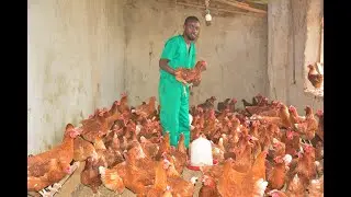 Yahindutse  umworozi w'inkoko nyuma yo guhindura intekerezo zo kujya hanze #FreedomIRADUKUNDA