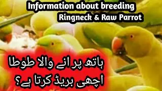 Information about breeding ringneck &raw parrot|Breeding season Tips 2023 #ksbirdsupdate