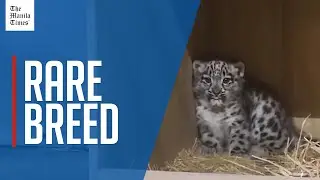 UK's Chester Zoo welcomes first snow leopard birth