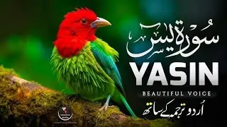 Yaseen_Sharif_Complete_Tilawat___Surah_Yaseen_Full_With_Urdu_Translation___Relexin_Yaseen_Recitation