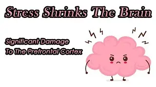 Stress Shrinks The Brain. It Creates Significant Damage To The Prefrontal Cortex