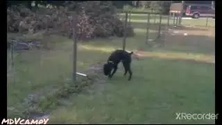 animais  atingidos por choque el&eacute;trico😱