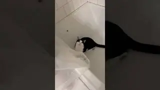 Cat caught red handed