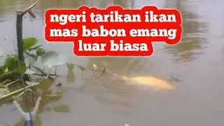 Jarang pemancing tau kalau Spot ini banyak ikan masnya