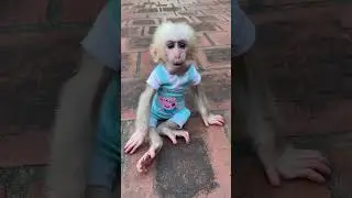 baby monkey sitting relaxing