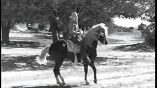 Koko The Miracle Horse of The Movies