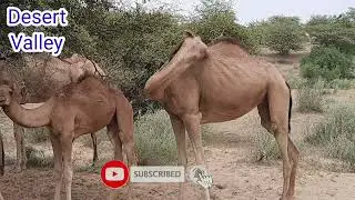 Hungry Camel in Desert || Camel with Calf  || Camel Itching Itself || Desert Camels