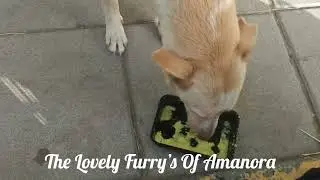 Day 795- Furry's Adoption Comes With Responsibility, One Should Never Give Up
