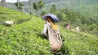 From leaf to cup - BRUU visits Lockhart Tea Factory, India.