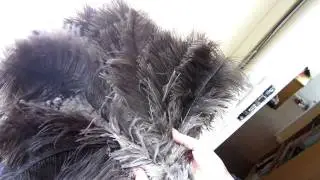 Female Ostrich feathers stripping line