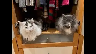 Vi er to katter (We are two cats)