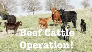 Kansas Beef Cattle Operation!