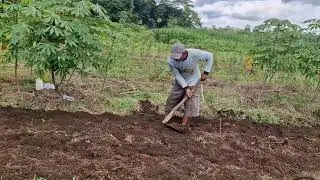 EFFICIENT FARMING: QUICK LAND PREP FOR CORN USING SIMPLE TOOLS!  -Agriculture Farming
