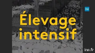 Élevage intensif : les premières dénonciations | Franceinfo INA