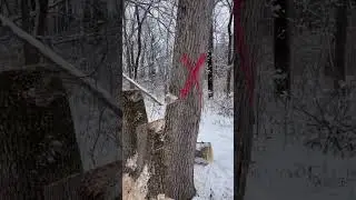 Pulling over Ash with heavy back lean #arborist