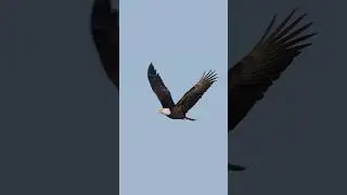 A eagle flying in slow motion!
