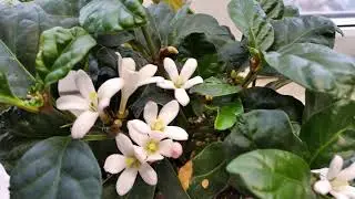 Mitriostigma axillare африканская гардения