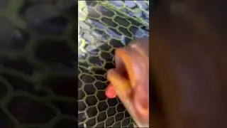Sonik SKS Bite alarms 🚨 🚨 Carp run!!!
