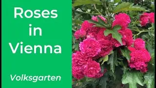 The INCREDIBLE ROSES in Volksgarten in VIENNA (subtitles/CCs)