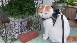 菊の花を､見に行った､スコティッシュねこのマリオ君🐱
