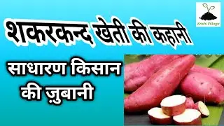 Sweet potato Farming ( Shakarkand )I शकरकंद की खेती