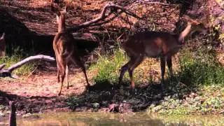 Lake Panic Bird Hide mp4
