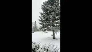 🌱asmr Bible reading with snow❄️ (2 Kings 7:9-8)✨in Korean 한국어 & English 영어