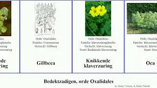Bedektzadigen, orde Oxalidales angiosperms violacea Oxalis klaverzuring County Lines Oca Biophytum