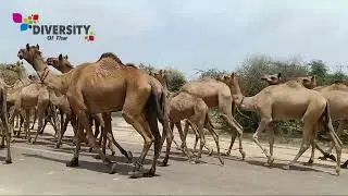 Thirsty Camels way to dug well || Desert camel herd || Camel walking || Camels of thar