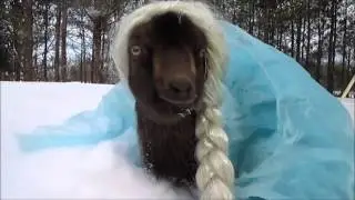 Goat dressed up as Elsa !