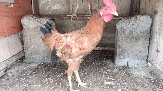 Cute Little Rooster Chirping Sounds | | Beautiful Chicks @ Home | Like, Share, Subscribe🐓😁❤️