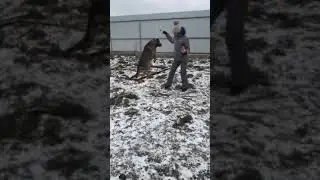 Собака БАЙКАЛ из приюта Догпорт
