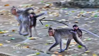 Wow, So fun Baby monkey LILY c-r-y f-e-a-r to cling behind, Mom runs fast to rotate body repeatedly