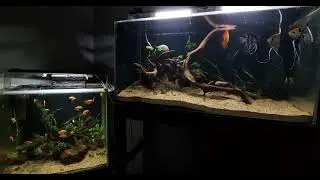 Peace Full Aquarium setup🎈🐠 Full with Glow tetras and Zebra danios & Angel fish #angelfish #aquarium