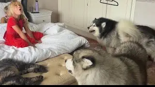 How To Make Your Dog Howl! Guaranteed By Amelia!!