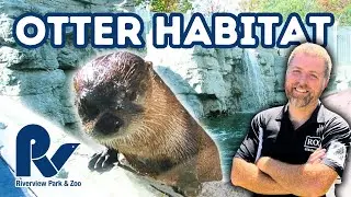 Building Otters the Most Natural Habitat Possible | Riverview Park & Zoo