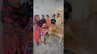 Last moments of Raju 🥺 || #trending #viral #cow #sad